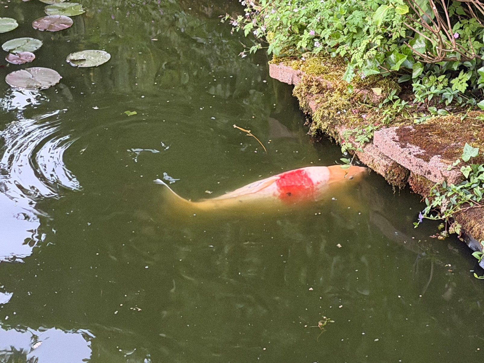 Koi karper