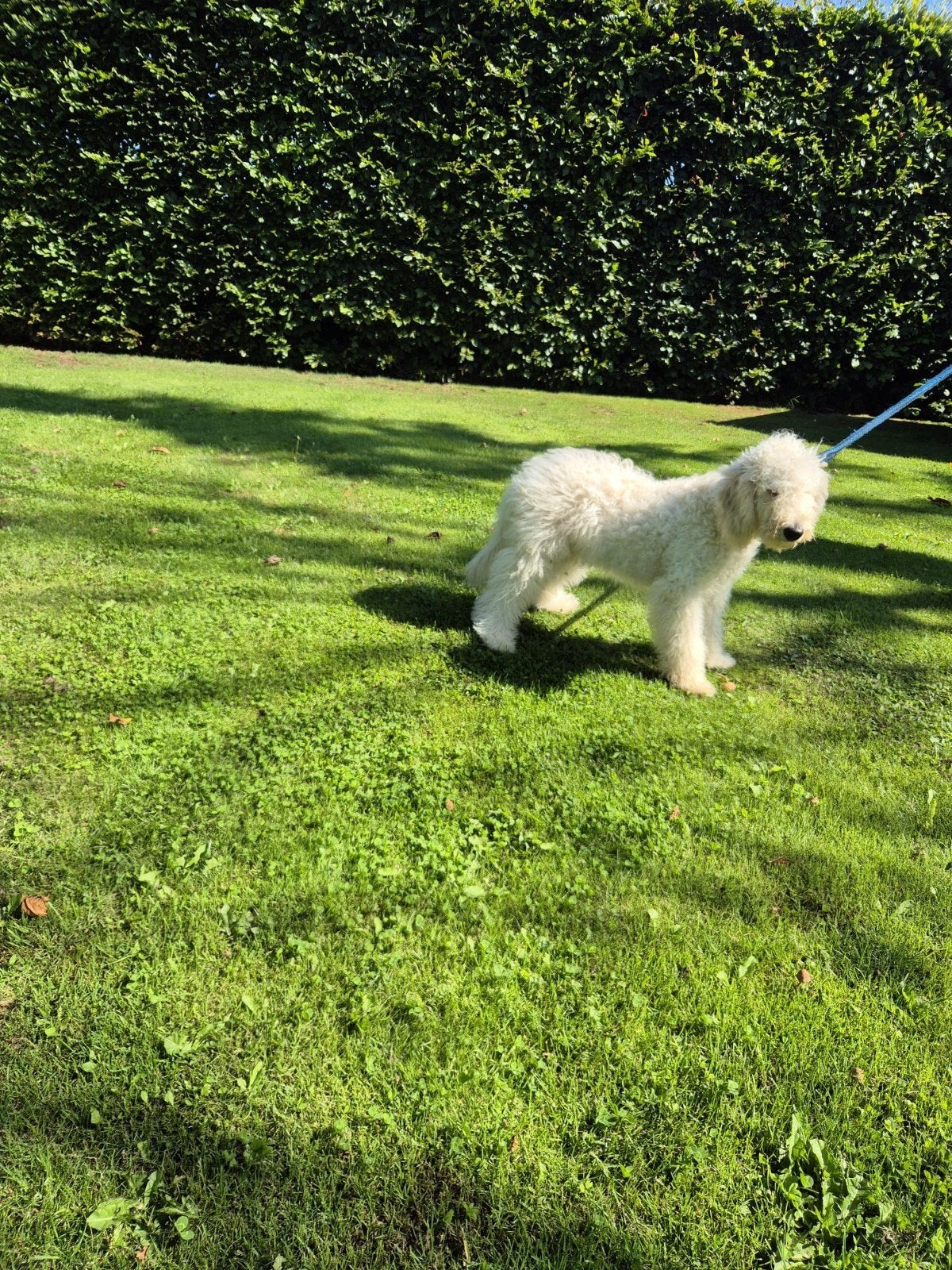 labradoodle doodle reu 5 maanden, Parvo, 15 weken tot 1 jaar, Eén hond, Nederland