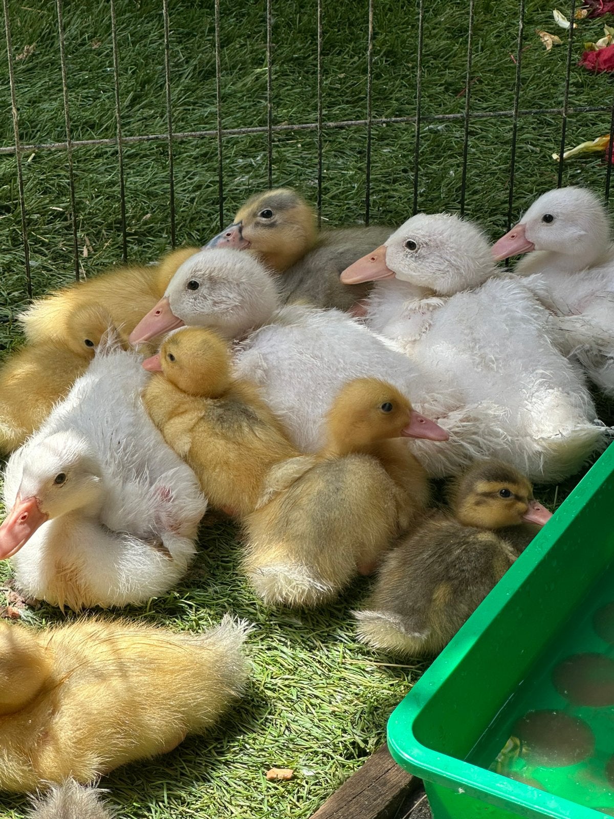 Jonge ‘witte’ eendenkuikens zoeken forever home!, Meerdere dieren, Eend