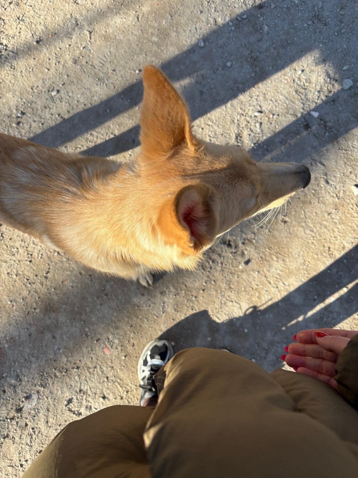 Herder 2 jaar, Parvo, Reu, 1 tot 2 jaar, Eén hond