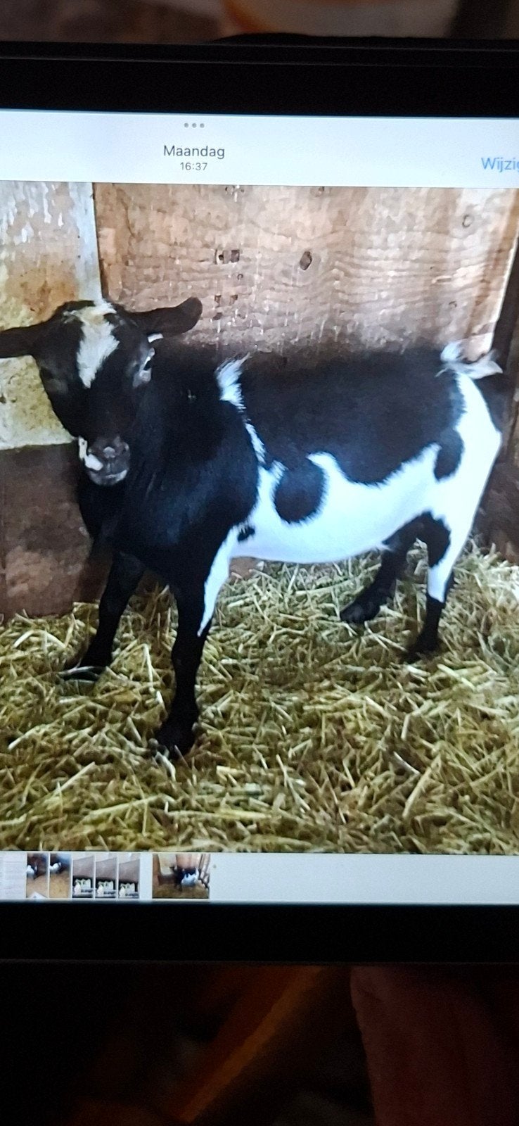 Mooie bonte dwergbok, Dieren en Toebehoren, Mannelijk, Geit