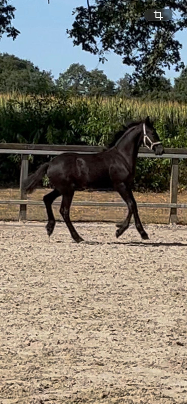 Rastypisch fries merrieveulen, Dieren en Toebehoren, Merrie, Minder dan 160 cm, Met stamboom, Niet van toepassing
