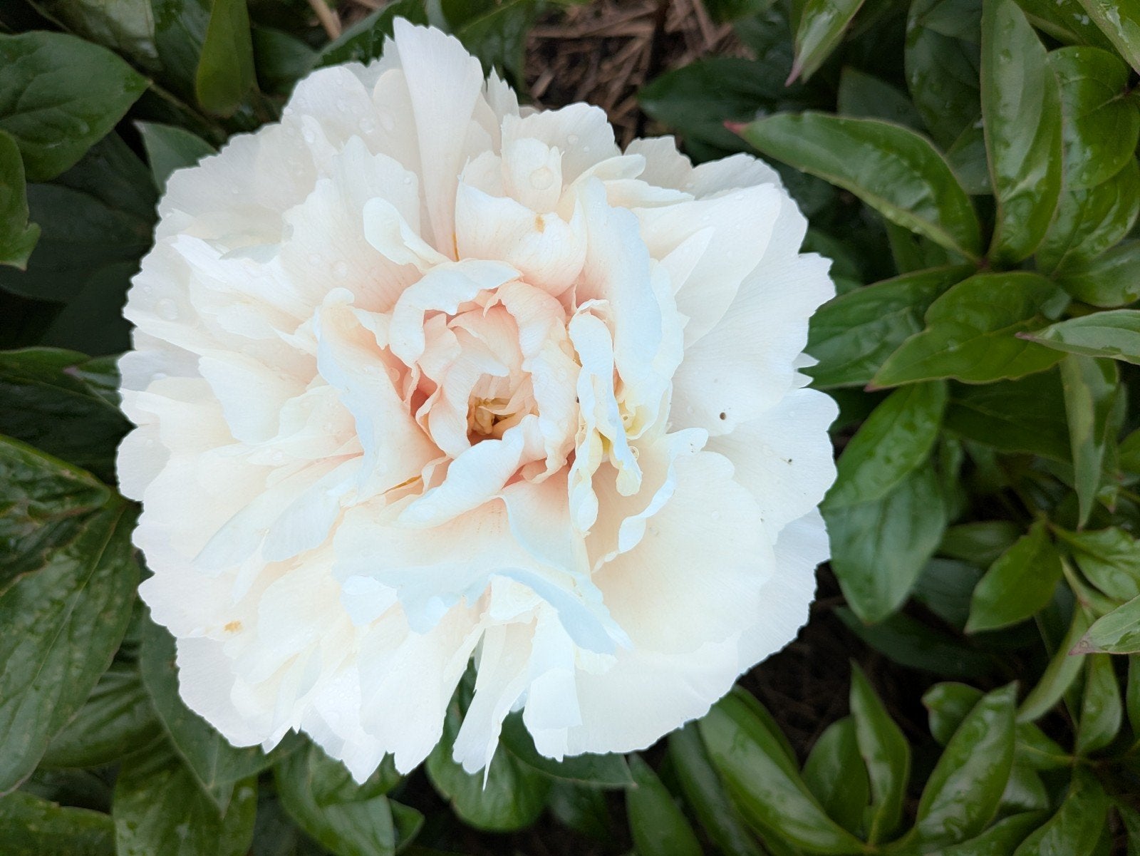 Pioenrozen Antique Ivory, Overige soorten, Volle zon, Vaste plant, Ophalen of Verzenden