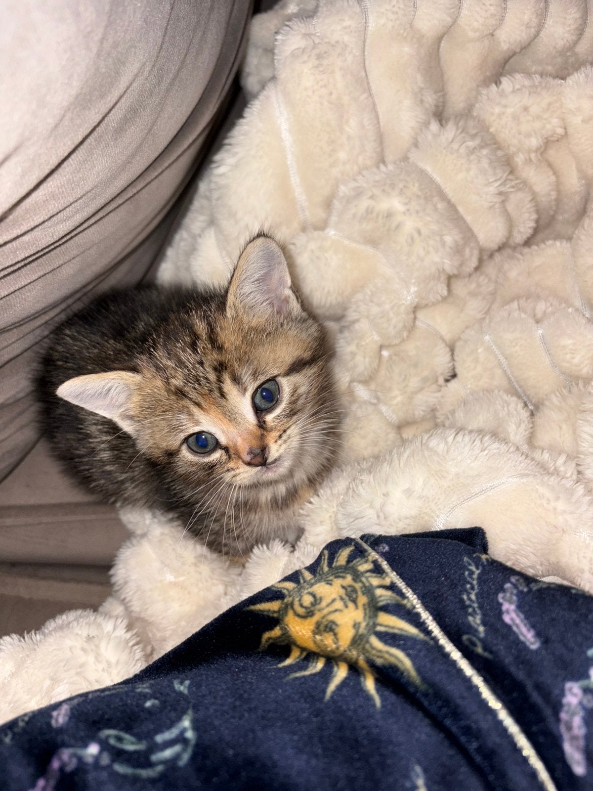 Laatste poes!, Meerdere dieren, Ontwormd