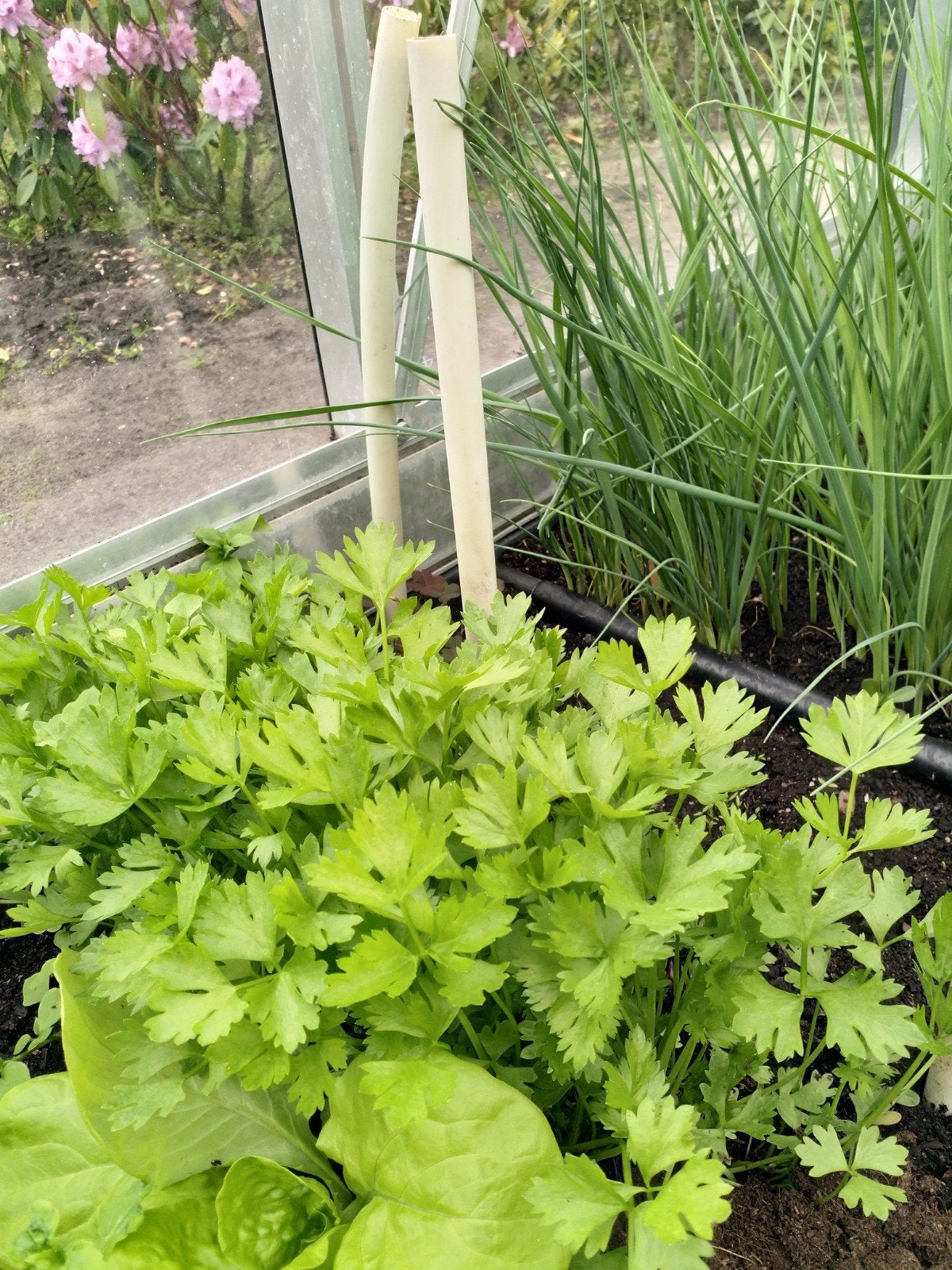 Mooie preiplanten, Tuin en Terras, Ophalen, Eenjarig, Groenteplanten, Volle zon