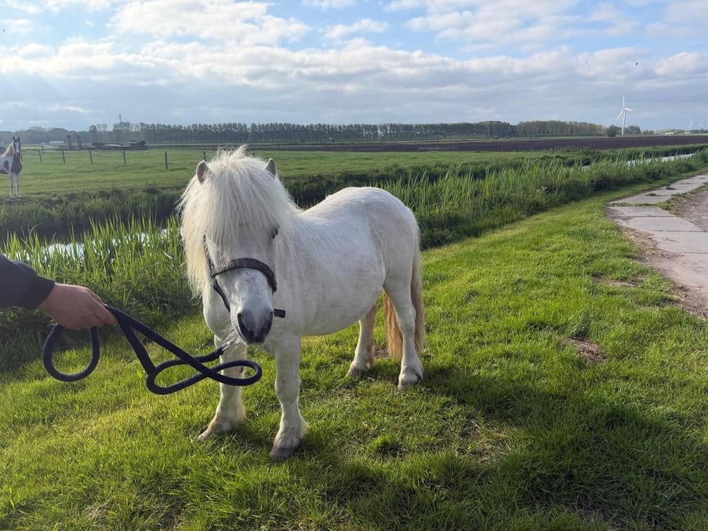 Pony hengst goed gekeurd, Hengst