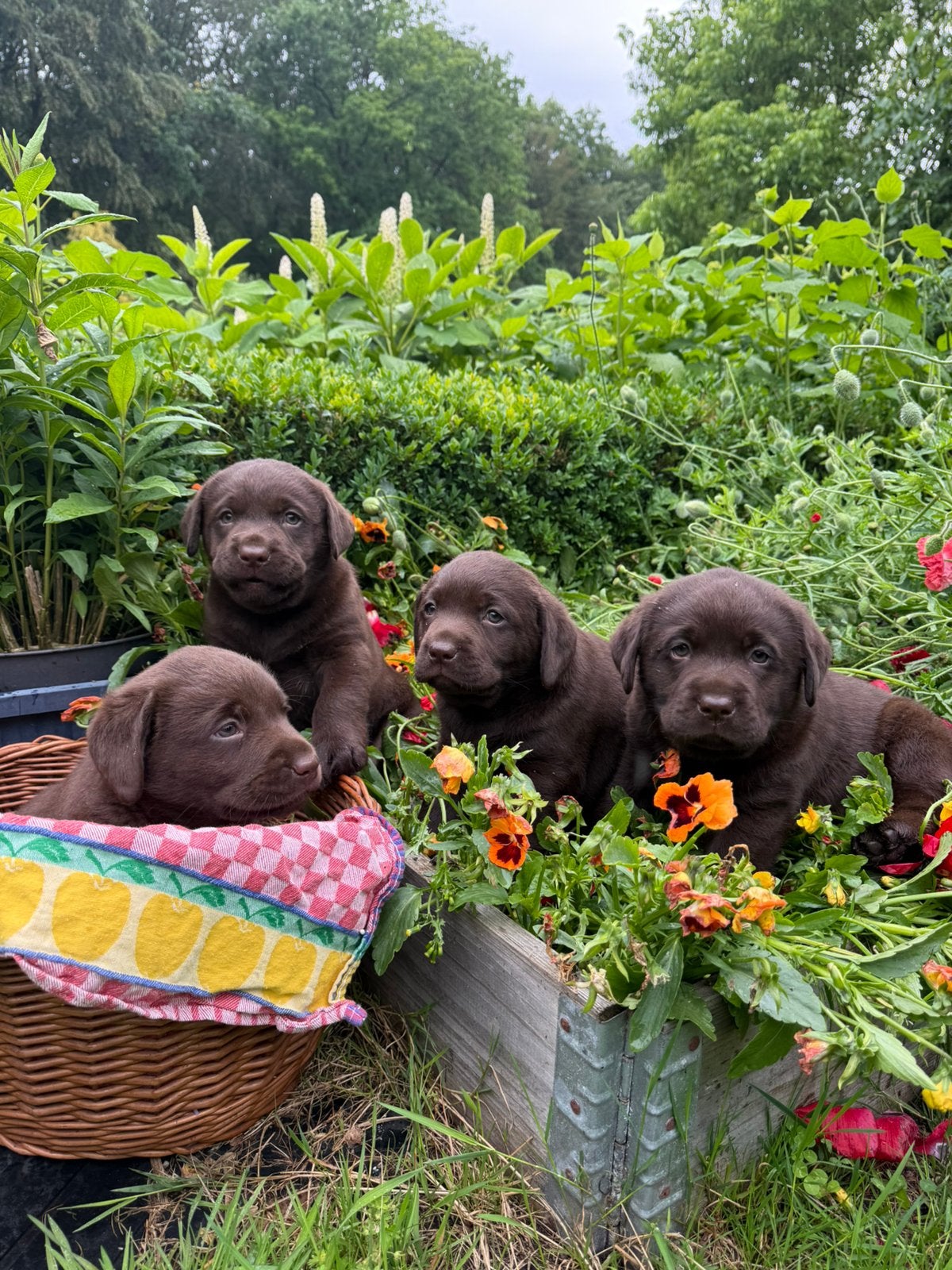 Prachtige labrador pups te koop!, 8 tot 15 weken, Labrador retriever, Meerdere, Meerdere dieren