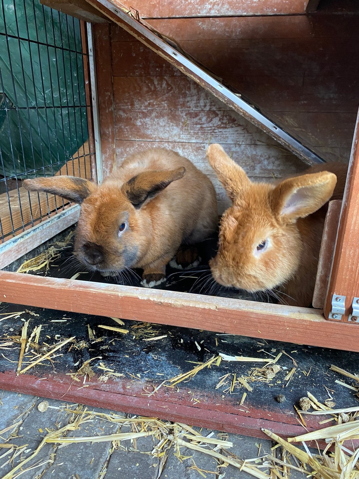 Twee tamme mannetjeskonijnen incl. hok, Dieren en Toebehoren, Konijnen, Meerdere dieren