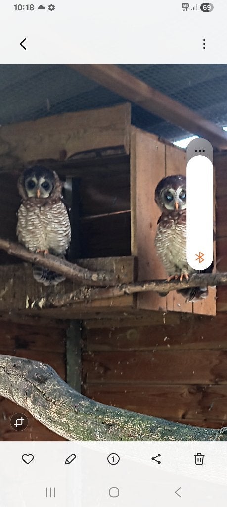 Strix woodfordii, Dieren en Toebehoren, Vogels | Overige Vogels, Meerdere dieren, Roofvogel, Geringd