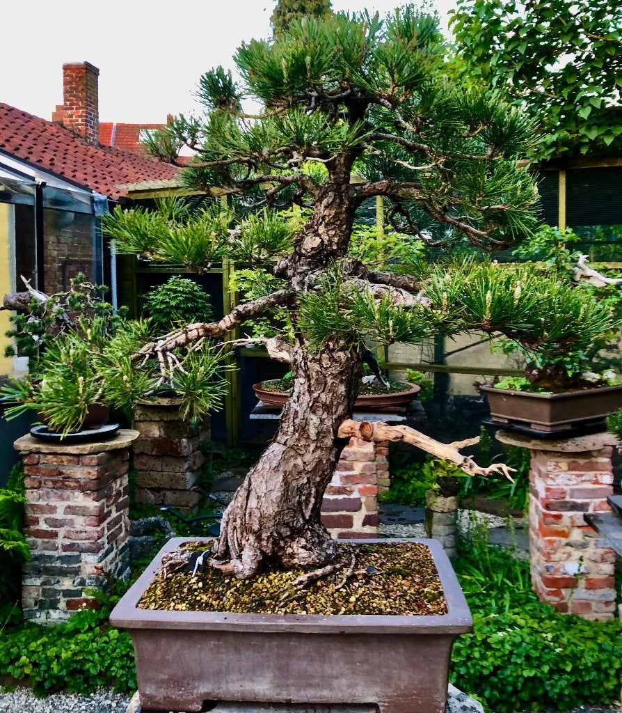 Bonsai, Bloeit niet, Halfschaduw, Overige soorten, Minder dan 100 cm