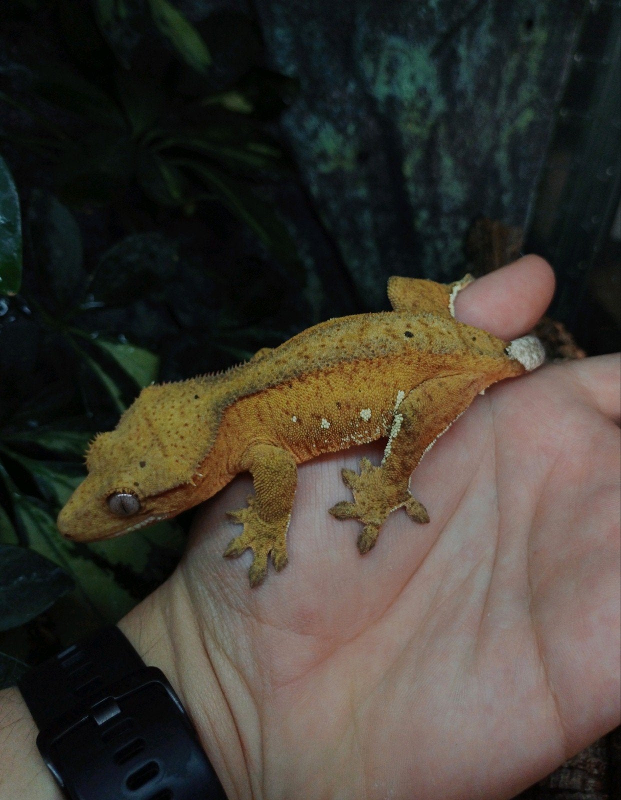0.1 Gele Phantom porthole Wimpergekko vrouw, Dieren en Toebehoren, Hagedis, Tam, 0 tot 2 jaar