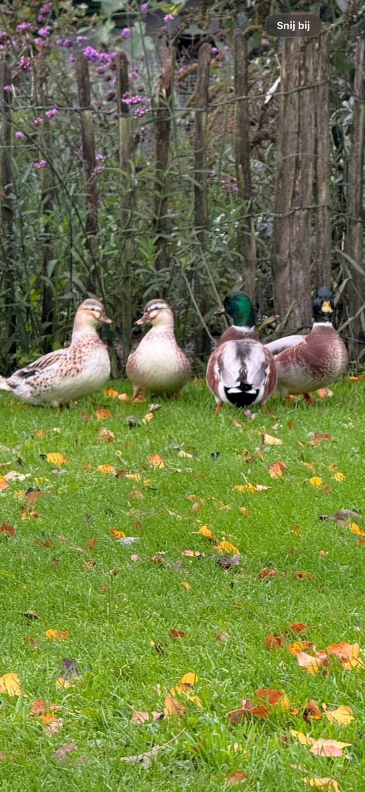 Silver Appleyard miniatuur eenden, Dieren en Toebehoren, Meerdere dieren, Eend