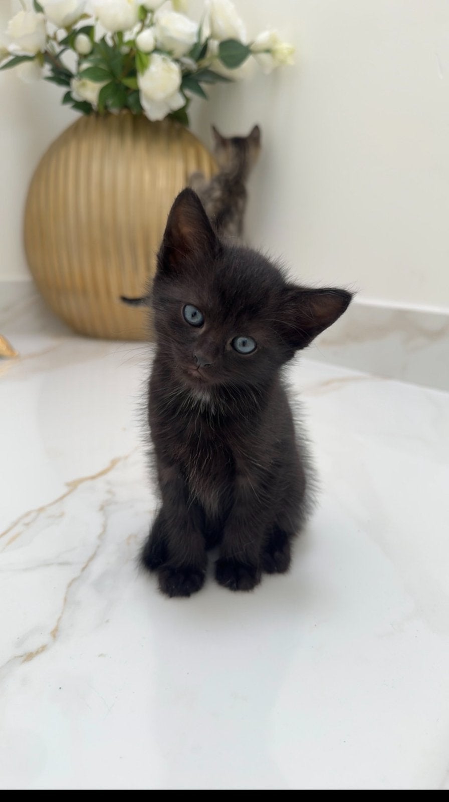 Prachtige kittens, Dieren en Toebehoren, Katten en Kittens | Raskatten | Korthaar, Meerdere dieren, Ontwormd