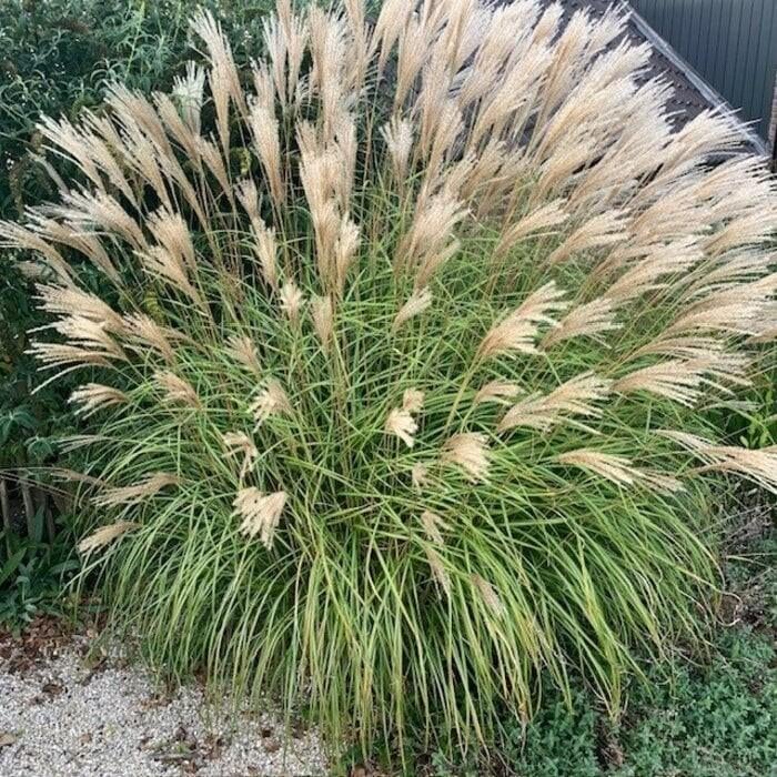 Olifantsgras stekken- steun Voedselbos Emmeloord!, Tuin en Terras, Planten | Tuinplanten, Ophalen of Verzenden, Siergrassen