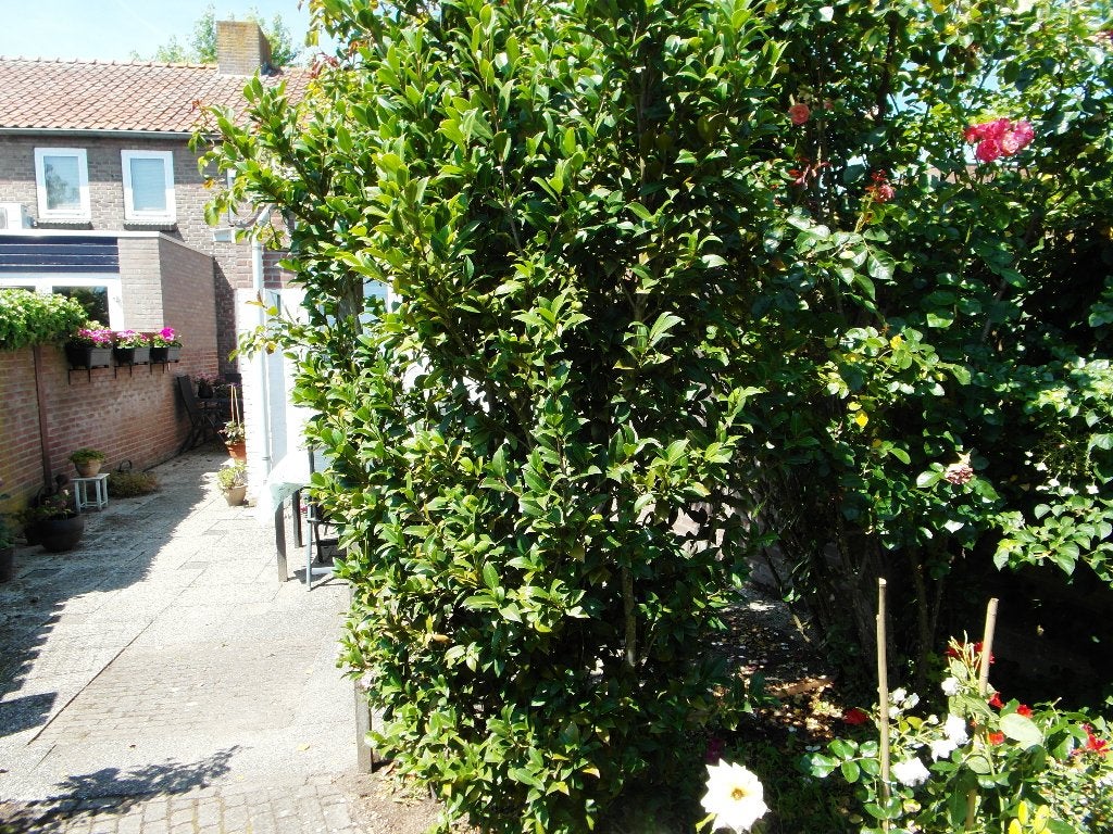 camellia, Ophalen, Overige soorten, Struik, 100 tot 250 cm