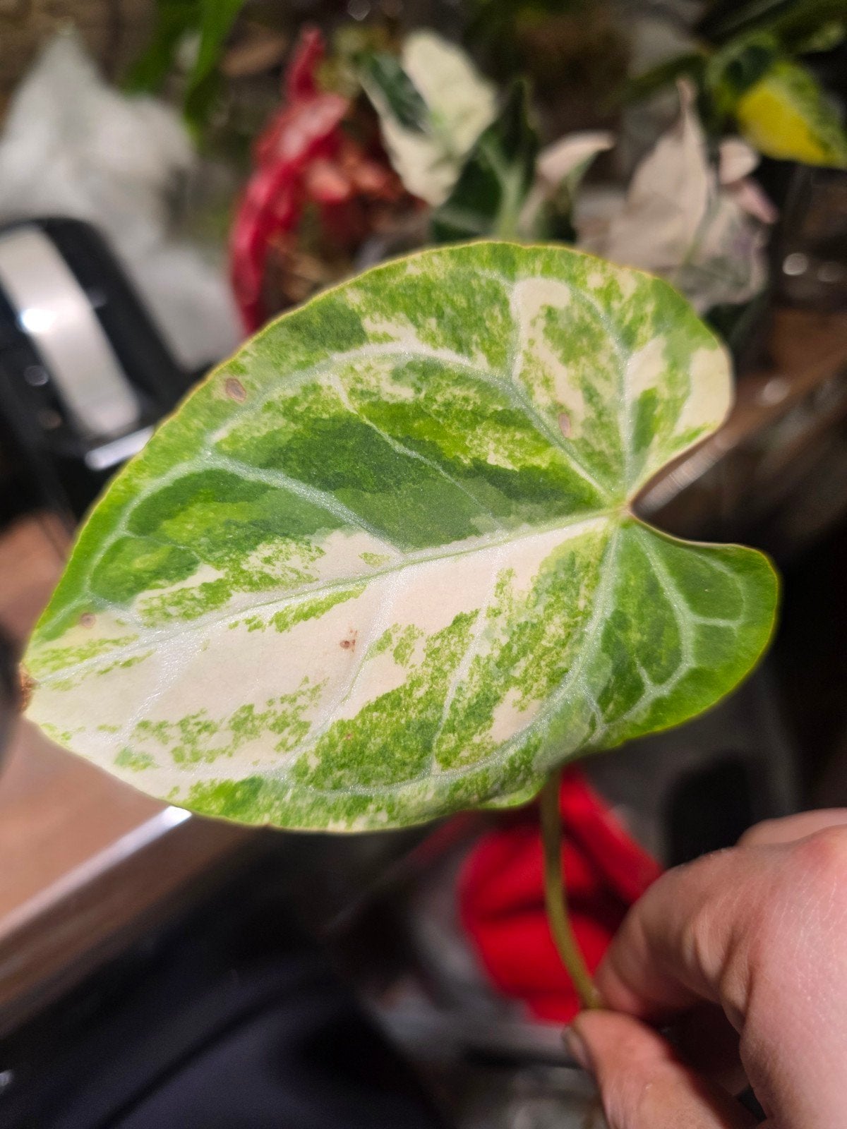 anthurium crystallinum varigata, Ophalen of Verzenden, Halfschaduw, Minder dan 100 cm