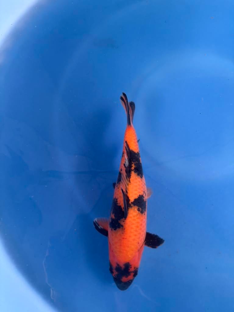 Hi Utsuri kweker Oofuchi, Karper of Koi