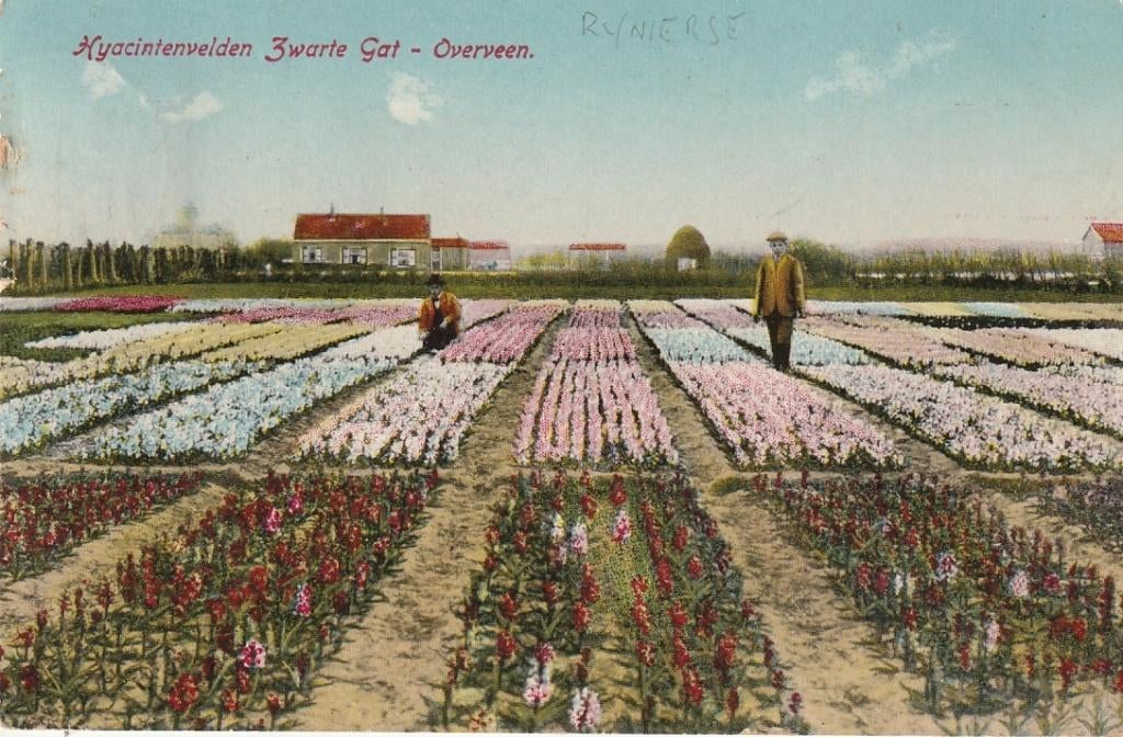 Overveen bij Bloemendaal  Bloemenveld zwarte Gat Rynierse, Ophalen of Verzenden, 1920 tot 1940, Gelopen, Noord-Holland