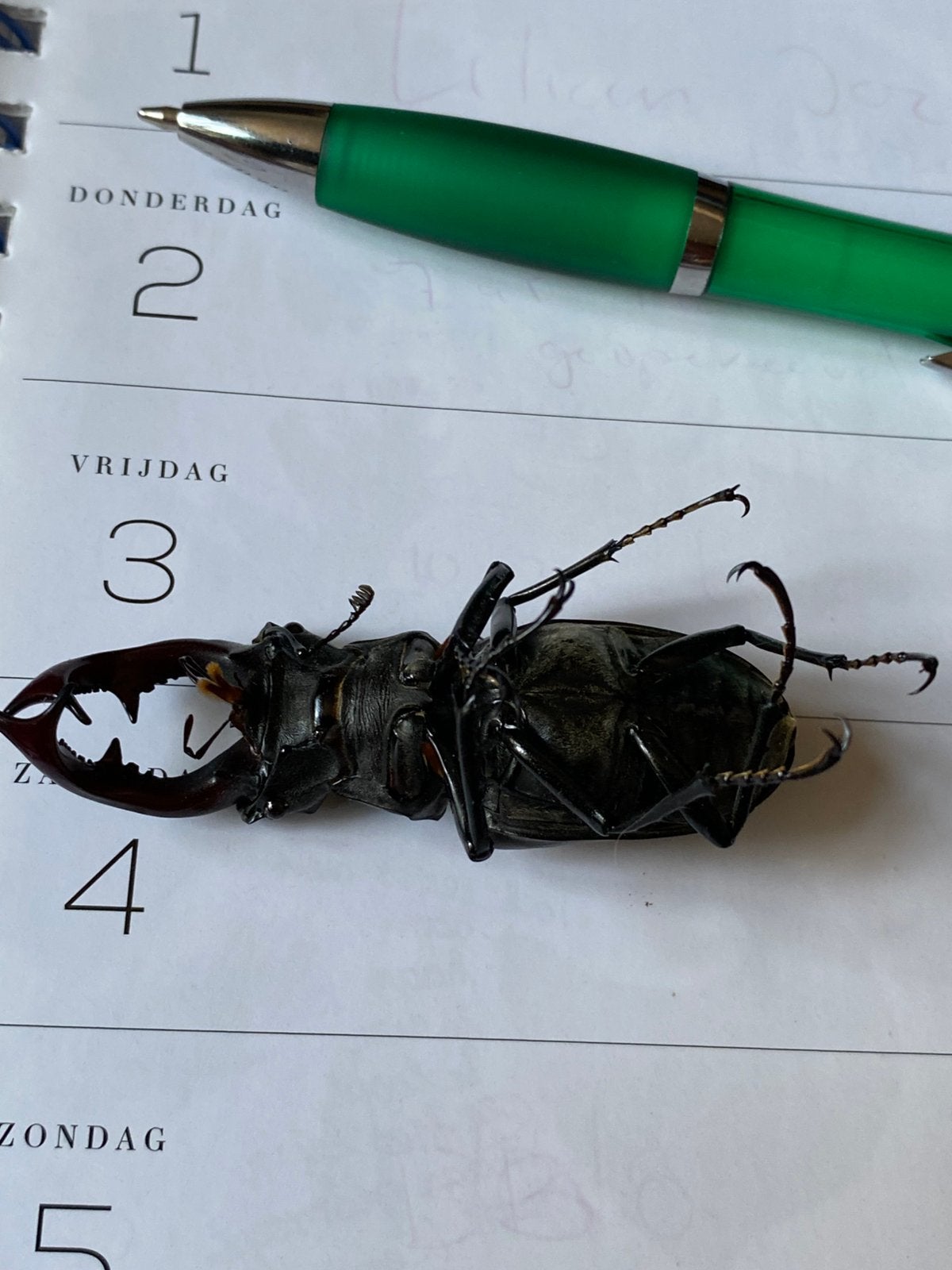 Vliegend hert Lucanus cervus hertkever kever preparaat, Verzamelen, Dierenverzamelingen, Verzenden, Nieuw, Hert