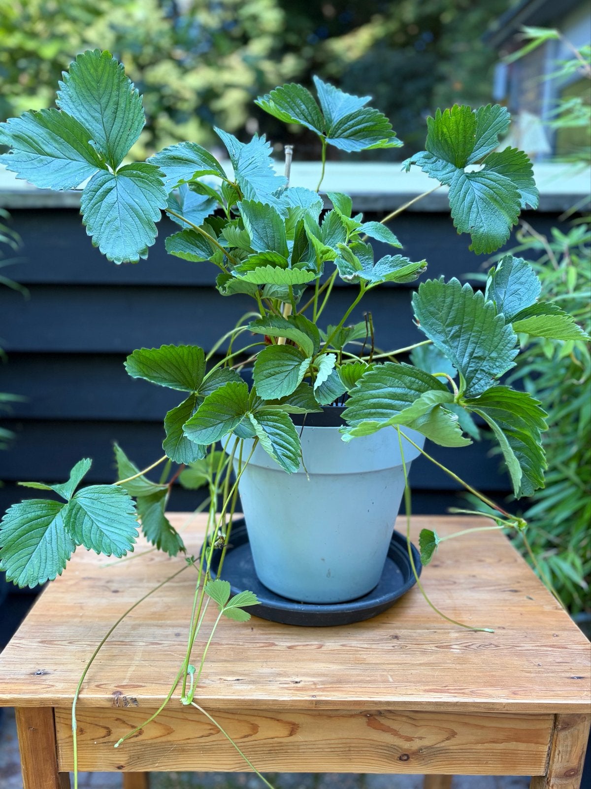 Aardbeienplant - Verse aardbeien uit eigen tuin!, Tuin en Terras, Planten | Tuinplanten, Ophalen, Volle zon, Vaste plant, Fruitplanten