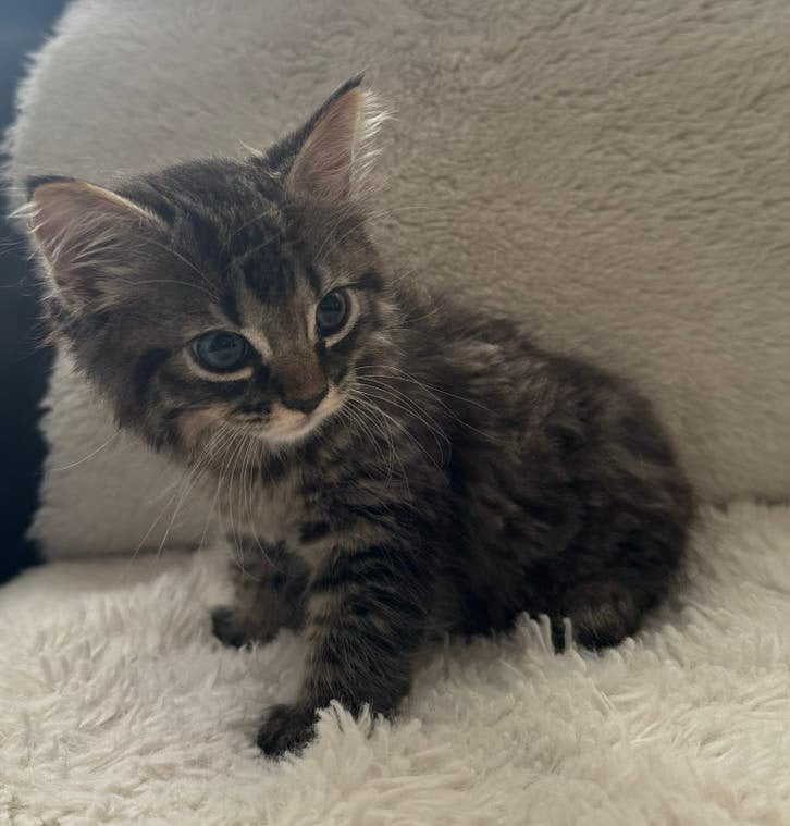 Prachtige Bengaal x Ragdoll kittens te koop!, Dieren en Toebehoren, Katten en Kittens | Raskatten | Langhaar, Poes, Ontwormd