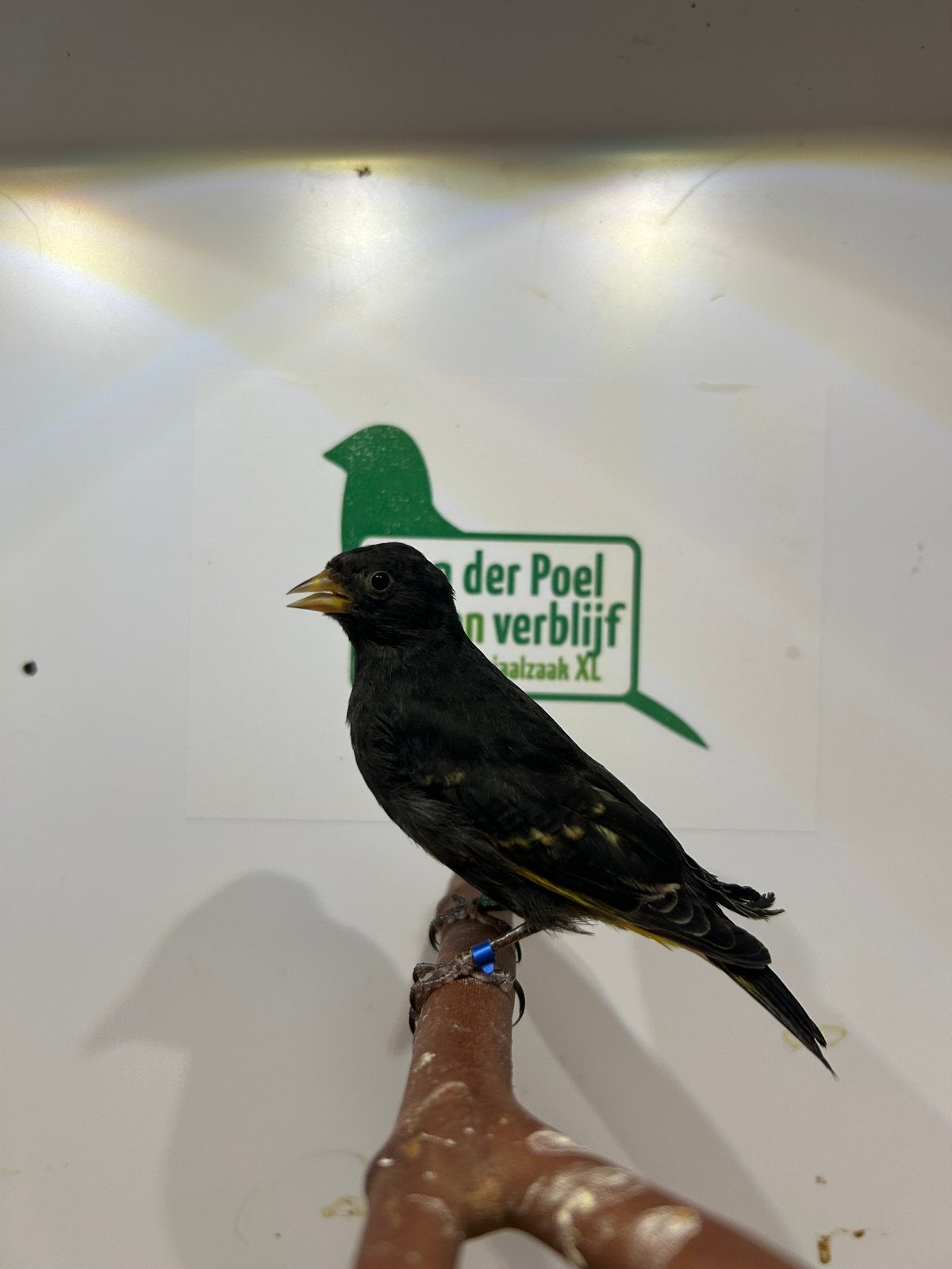 1-2 zwarte sijs, Dieren en Toebehoren, Meerdere dieren, Tropenvogel, Geringd