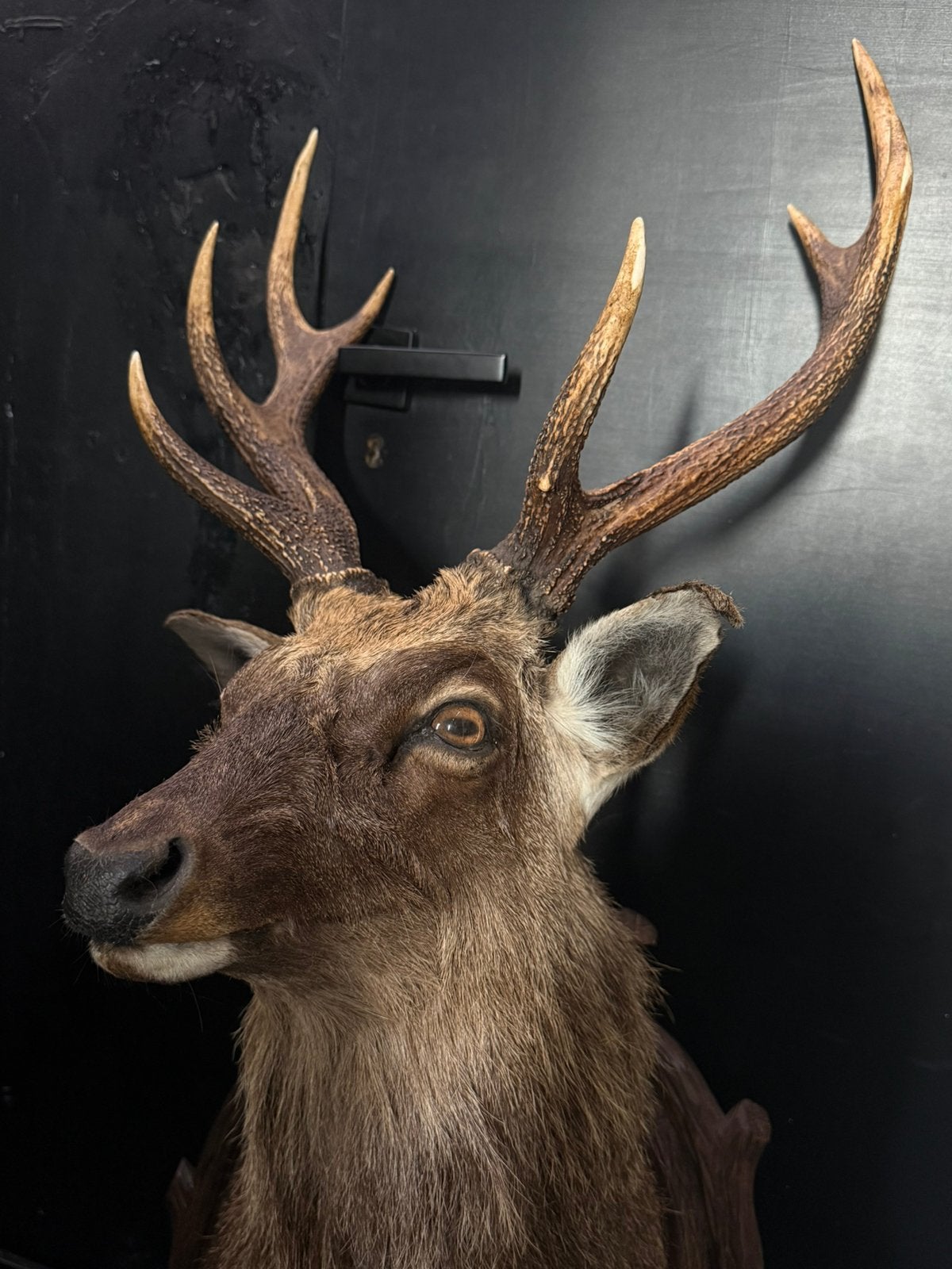 Opgezette taxidermie edel sika hert, Verzamelen, Ophalen, Zo goed als nieuw, Hert, Opgezet dier