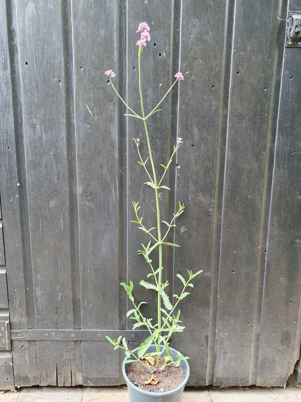 Verbena bonariensis - IJzerhard, Volle zon, Vaste plant, Zomer, Ophalen