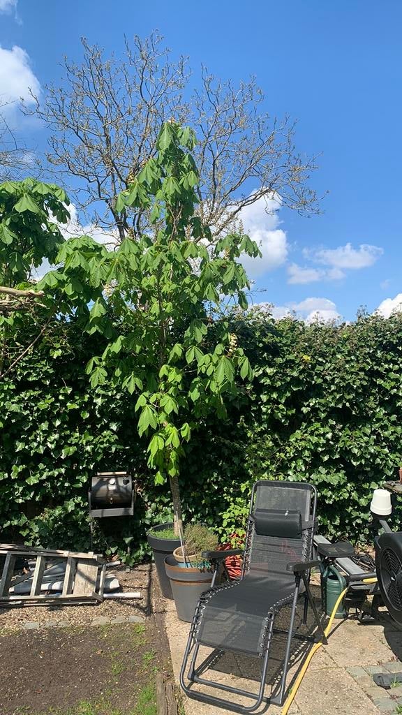 Wilde paarden kastanje in pot, 100 tot 250 cm, Volle zon, In pot, Overige soorten