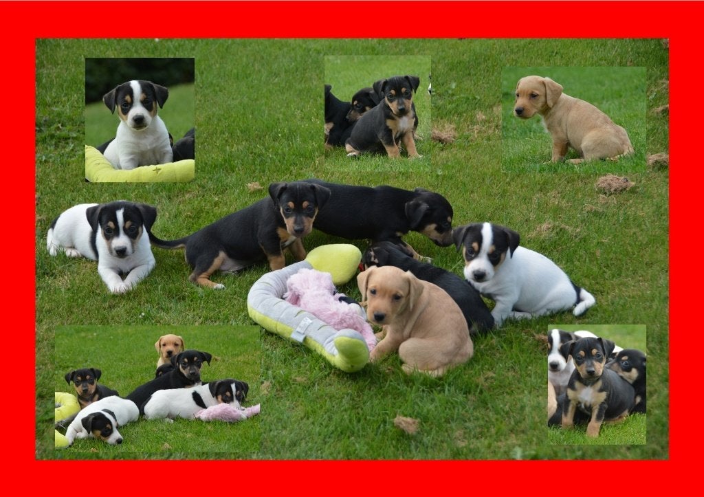 kruising Jack russell, zeer lieve pups, geweldig karakter, Parvo, Jack Russell Terriër, 8 tot 15 weken, Meerdere