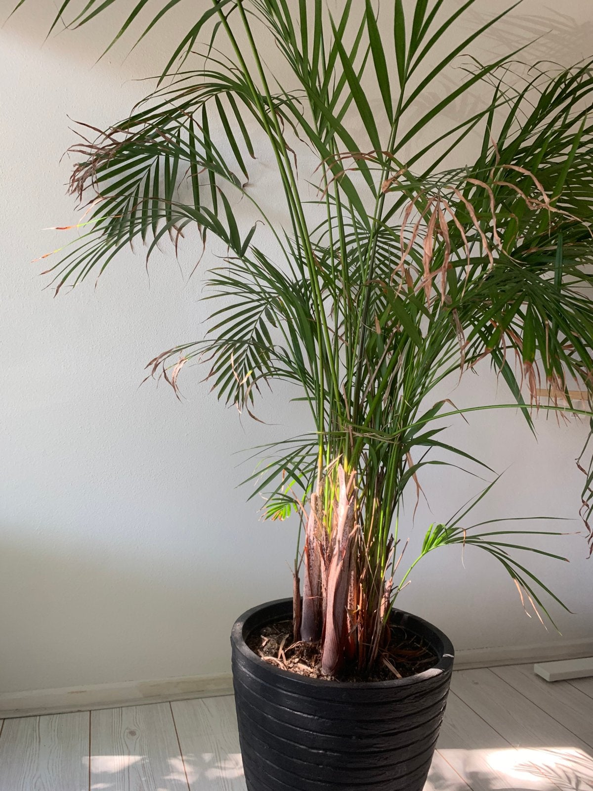 Grote kamerplant, Ophalen, Halfschaduw, 150 tot 200 cm
