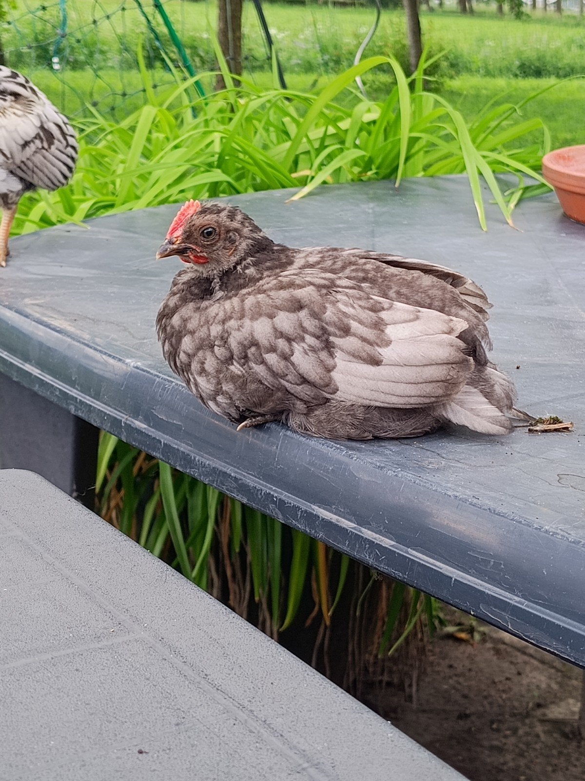 Haantje vandaag 5 weken, Dieren en Toebehoren, Pluimvee, Mannelijk, Kip