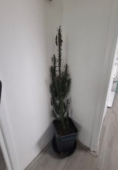 Grote Euphorbia te koop!, Huis en Inrichting, Kamerplanten, Ophalen, Halfschaduw, Minder dan 100 cm