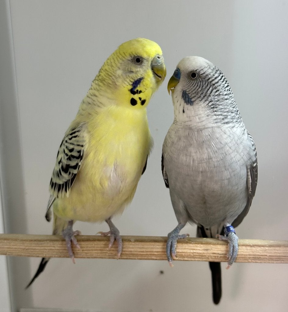 Blackwing x texas koppel, Dieren en Toebehoren, Vogels | Parkieten en Papegaaien, Meerdere dieren, Parkiet