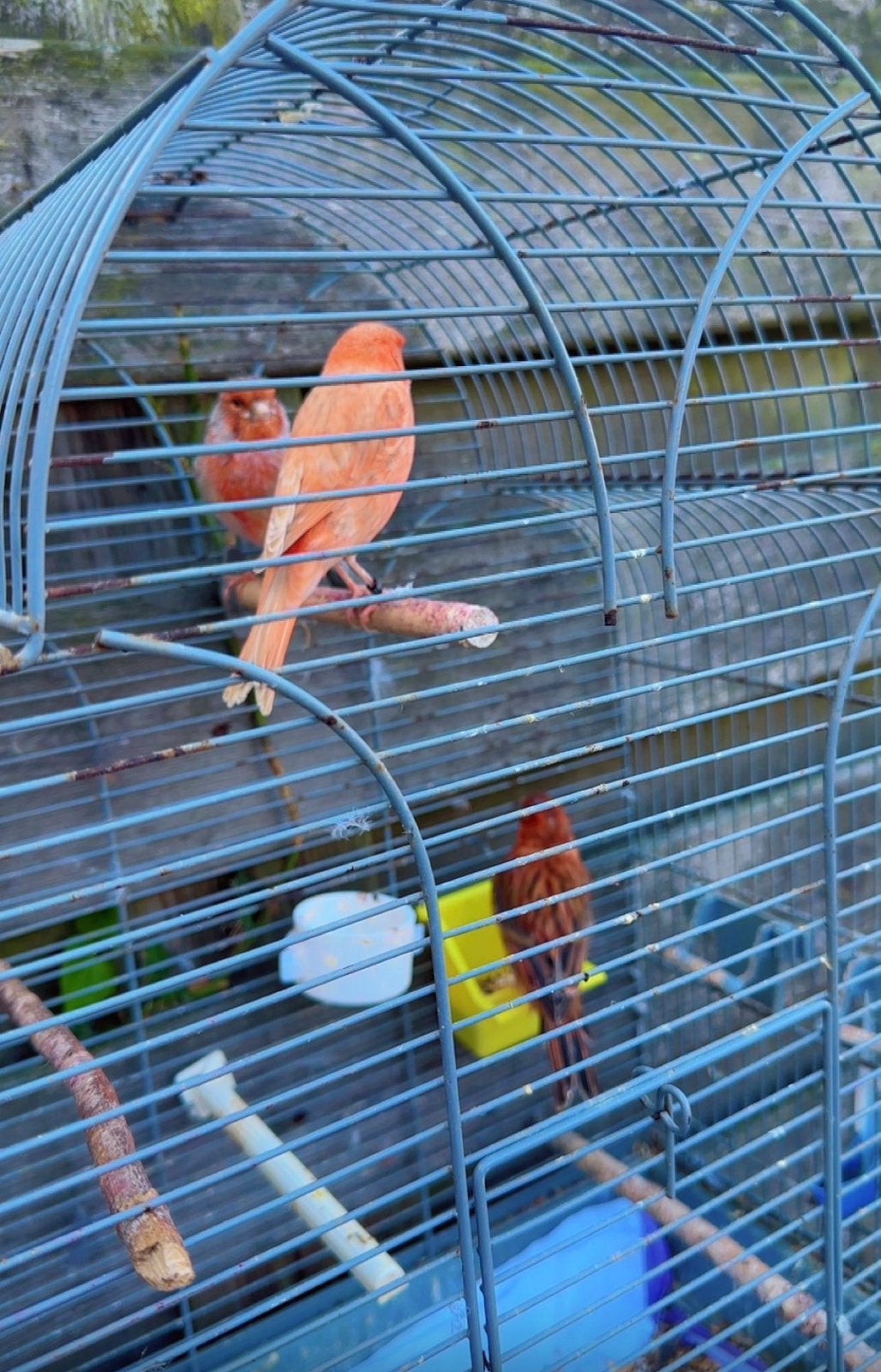 Prachtig kanarie., Meerdere dieren