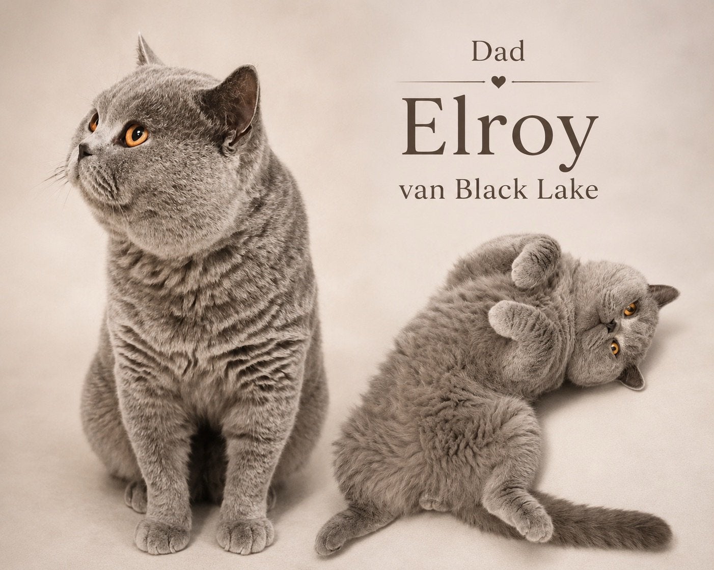 Knappe, lieve stoere Dekkater Britse Korthaar, Dieren en Toebehoren, Katten en Kittens | Dekkaters, 0 tot 2 jaar