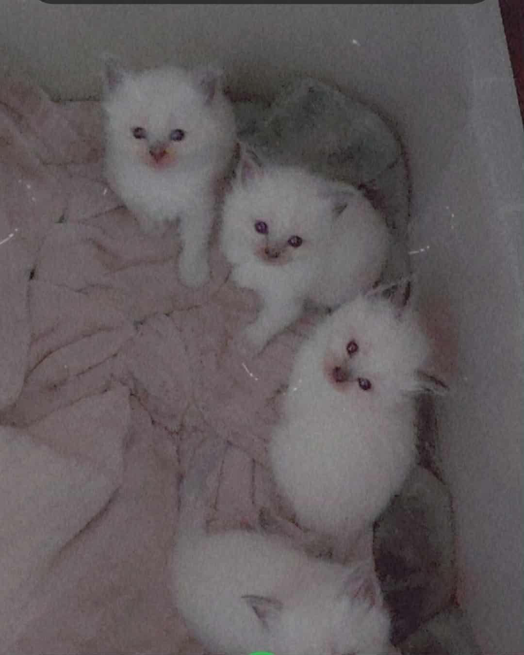 100% raszuivere Ragdoll kittens, Dieren en Toebehoren, Meerdere dieren