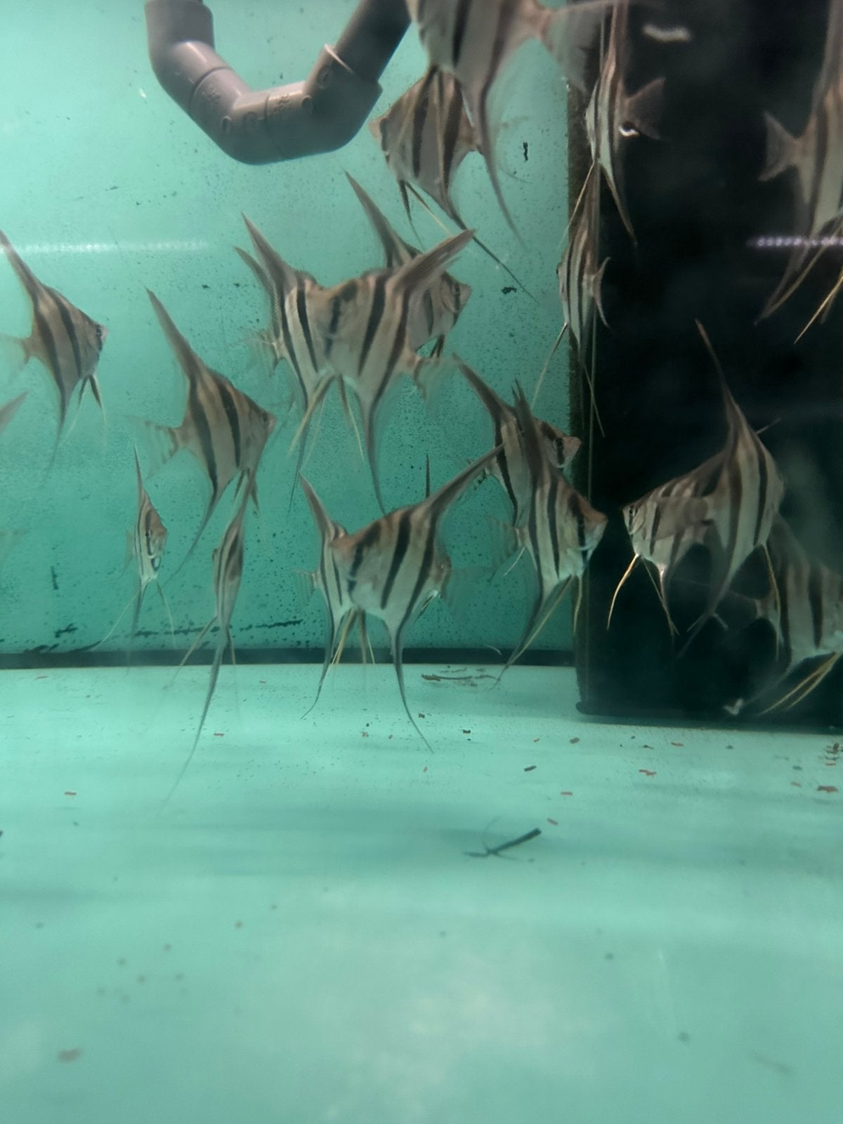 Rio Orinoco Red altums NZ nog 16/30 beschikbaar, Vis, Zoetwatervis