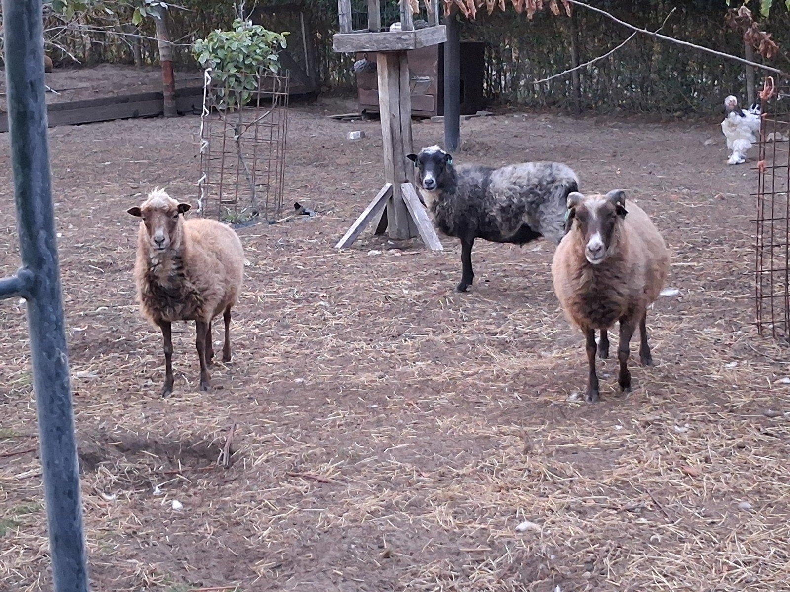 mooie Skudde schapen, Vrouwelijk, Schaap