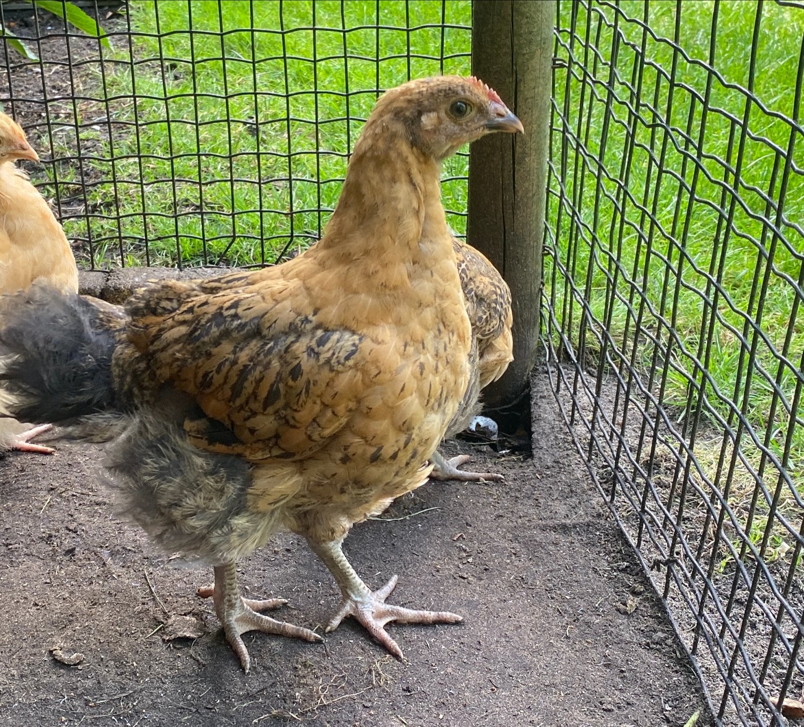 Jonge haantjes Jersey Giant / Orpington, Dieren en Toebehoren, Pluimvee, Mannelijk, Kip