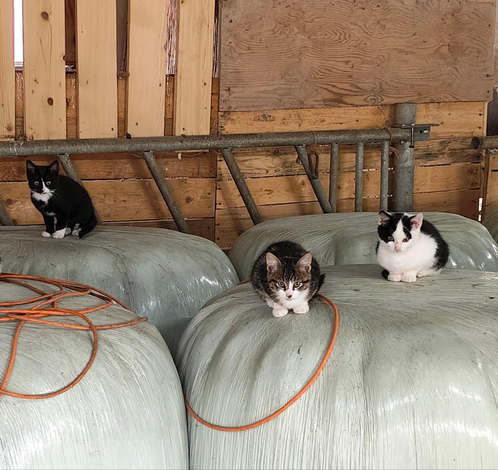 4  boerderij kittens te koop, Meerdere dieren, Kortharig, 0 tot 2 jaar