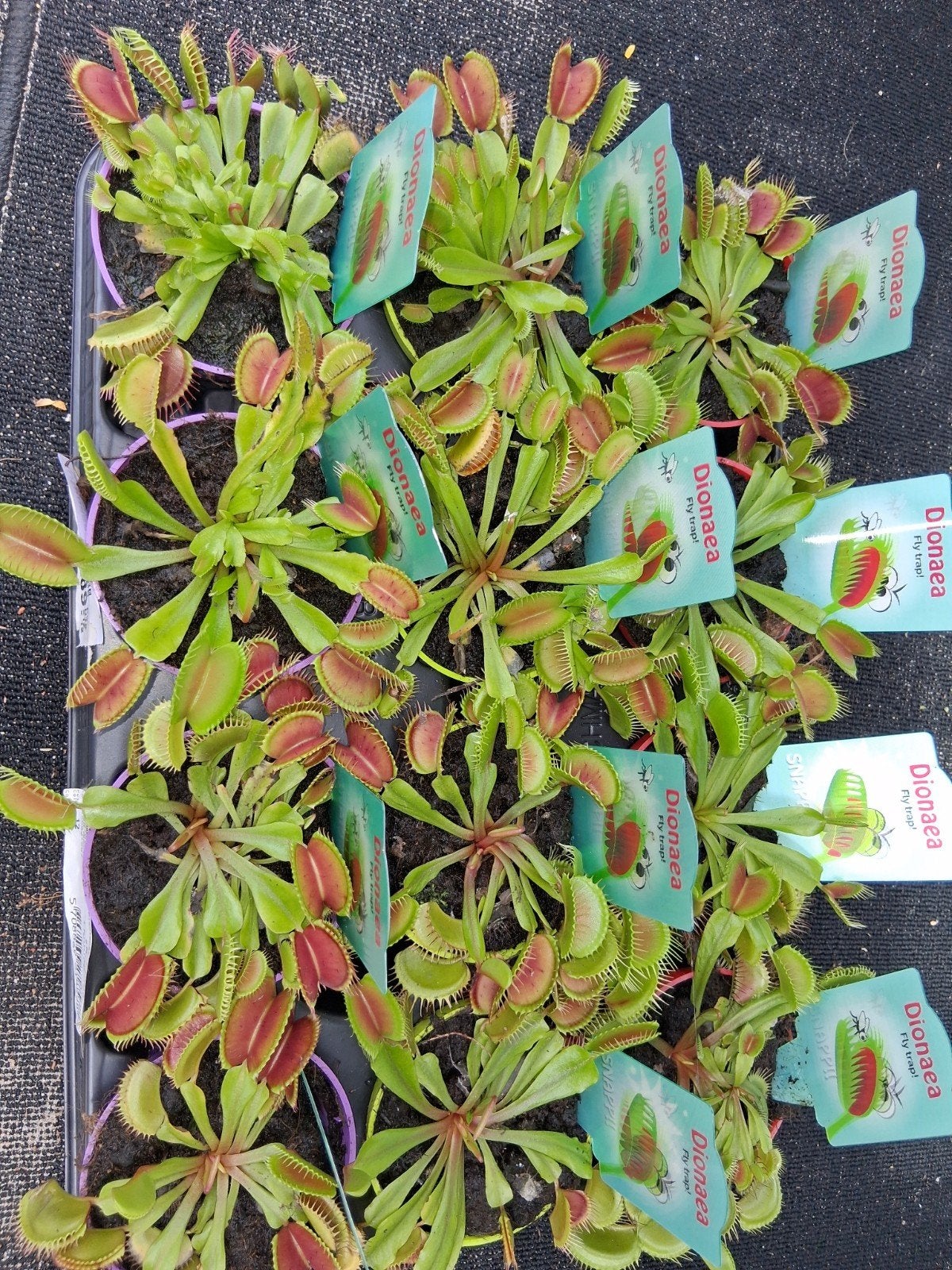 Prachtige vleesetende planten, Tuin en Terras, Ophalen of Verzenden, Overige soorten, Volle zon