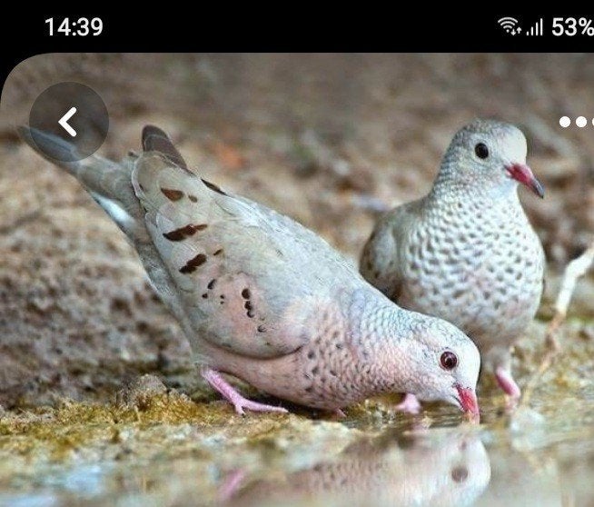 Koppel musduiven, Dieren en Toebehoren, Meerdere dieren, Overige soorten