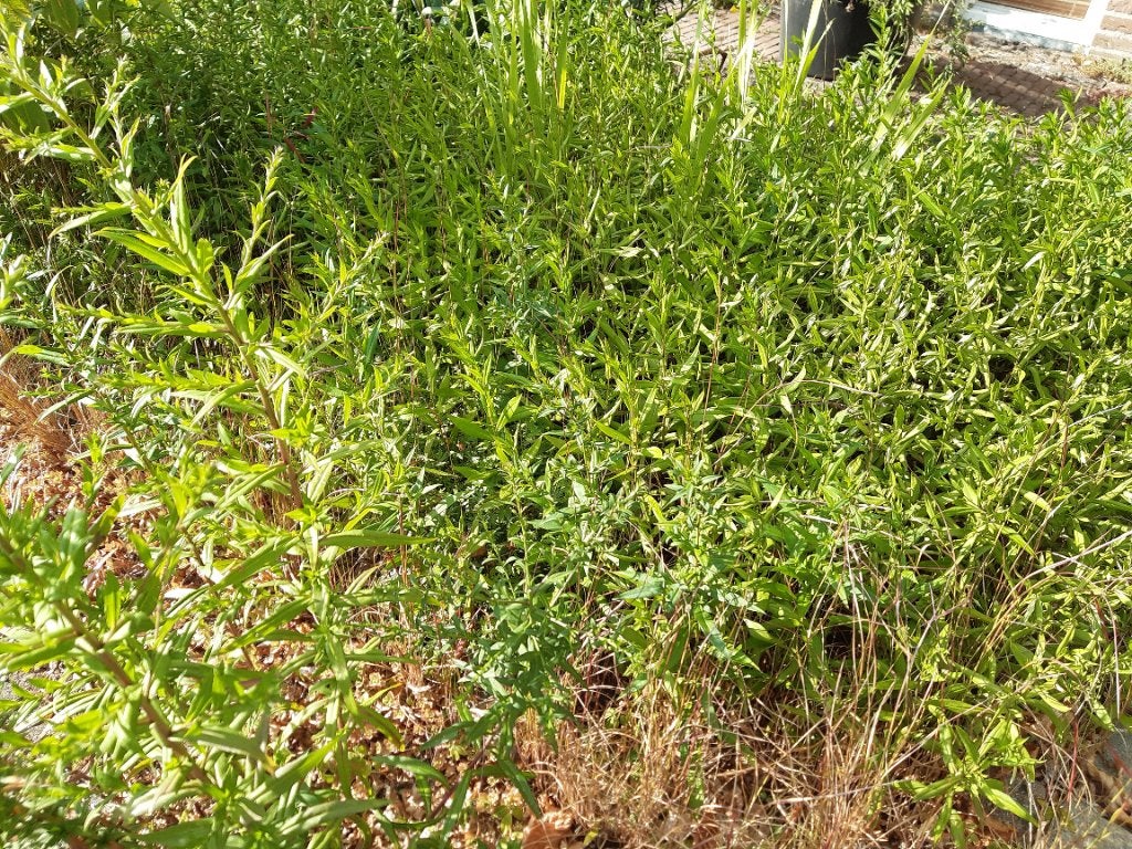 Gratis ophalen tuinplant herfstaster gras bloedgras, Tuin en Terras, Planten | Tuinplanten, Ophalen, Overige soorten, Halfschaduw