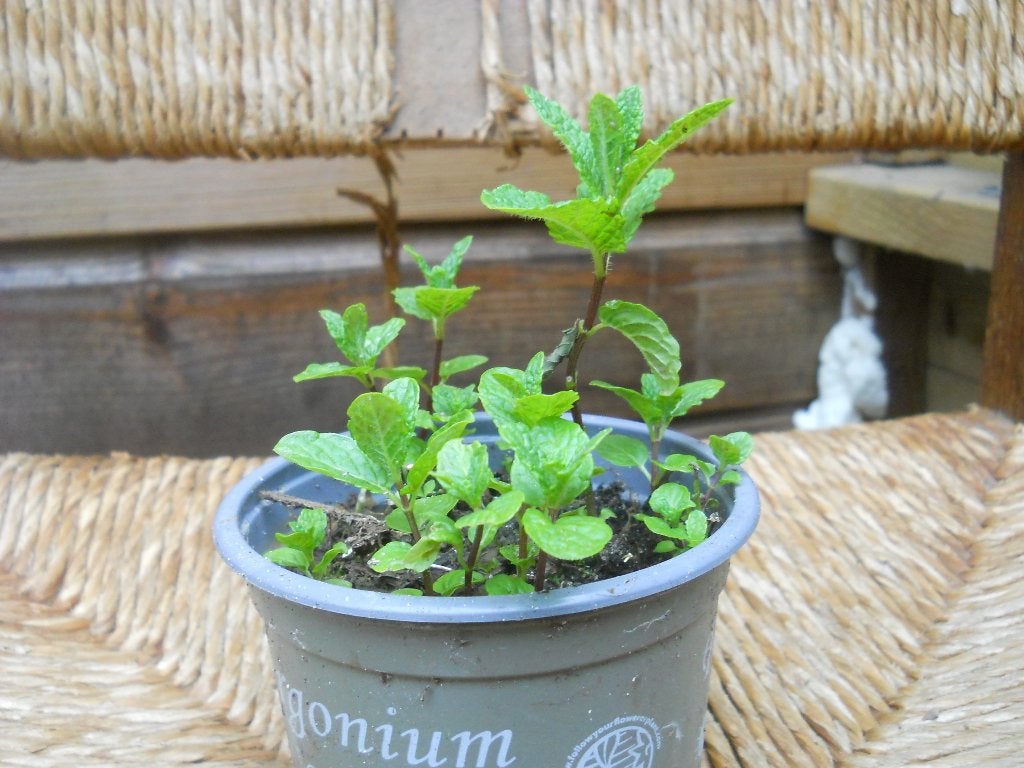Verse Munt Biologisch, Ophalen of Verzenden, Kruiden, Volle zon