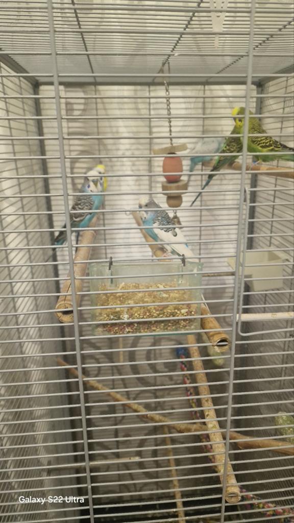 Vogels 7
