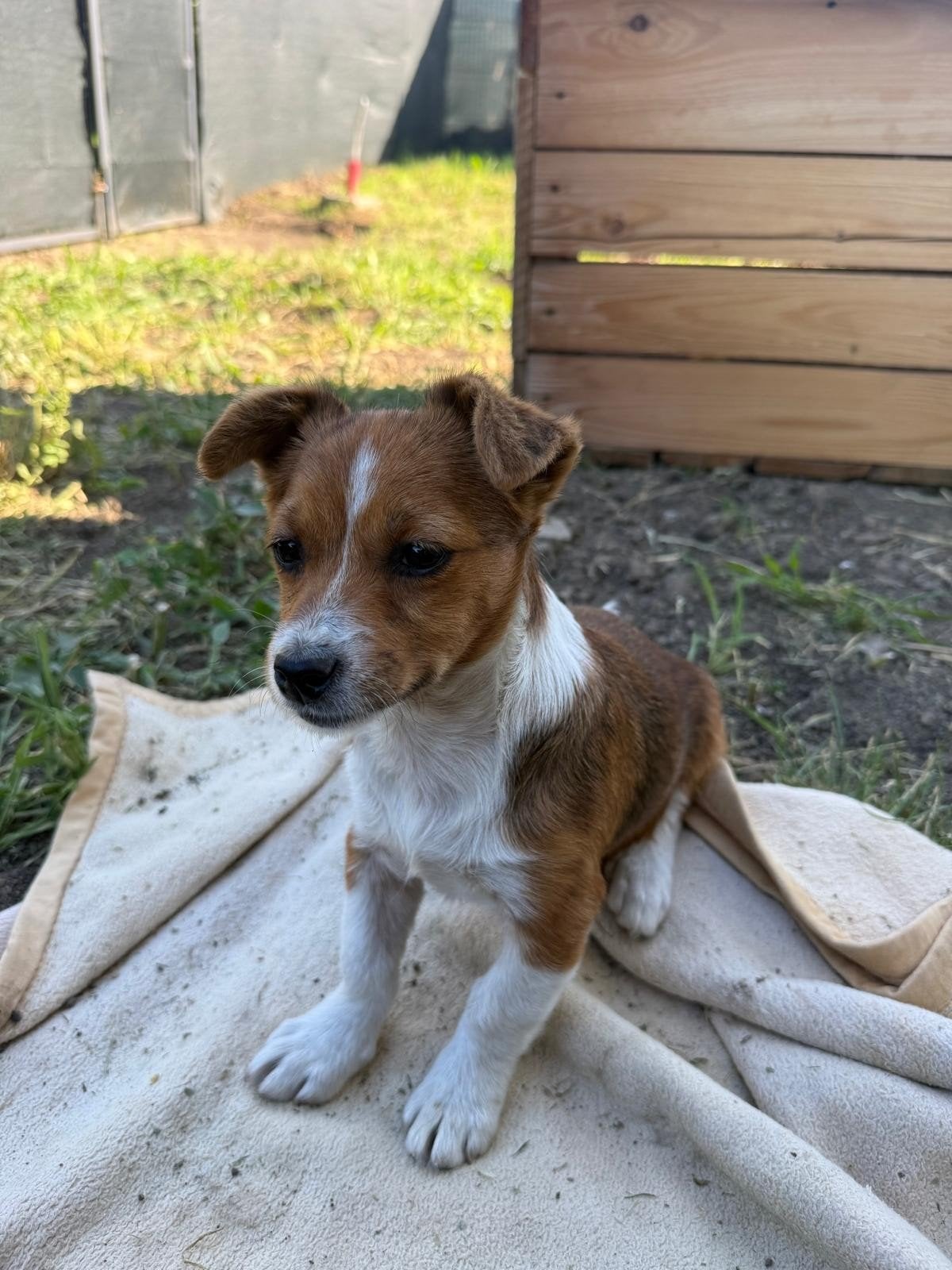 Puppy zoekt thuis, herplaatser, asielhond, Dieren en Toebehoren, Honden | Niet-rashonden, Particulier, 15 weken tot 1 jaar, Buitenland