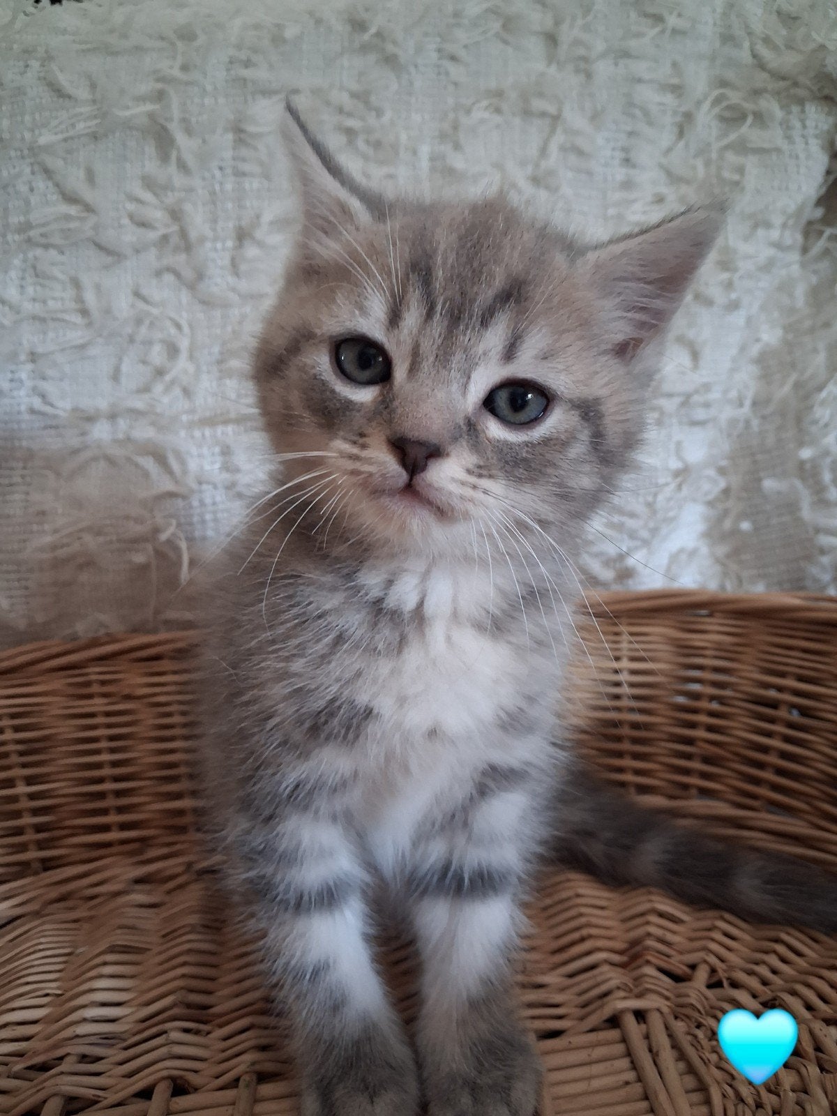 britse langhaar x  europees korthaar kitten mag verhuizen!, Meerdere dieren, Ontwormd, 0 tot 2 jaar