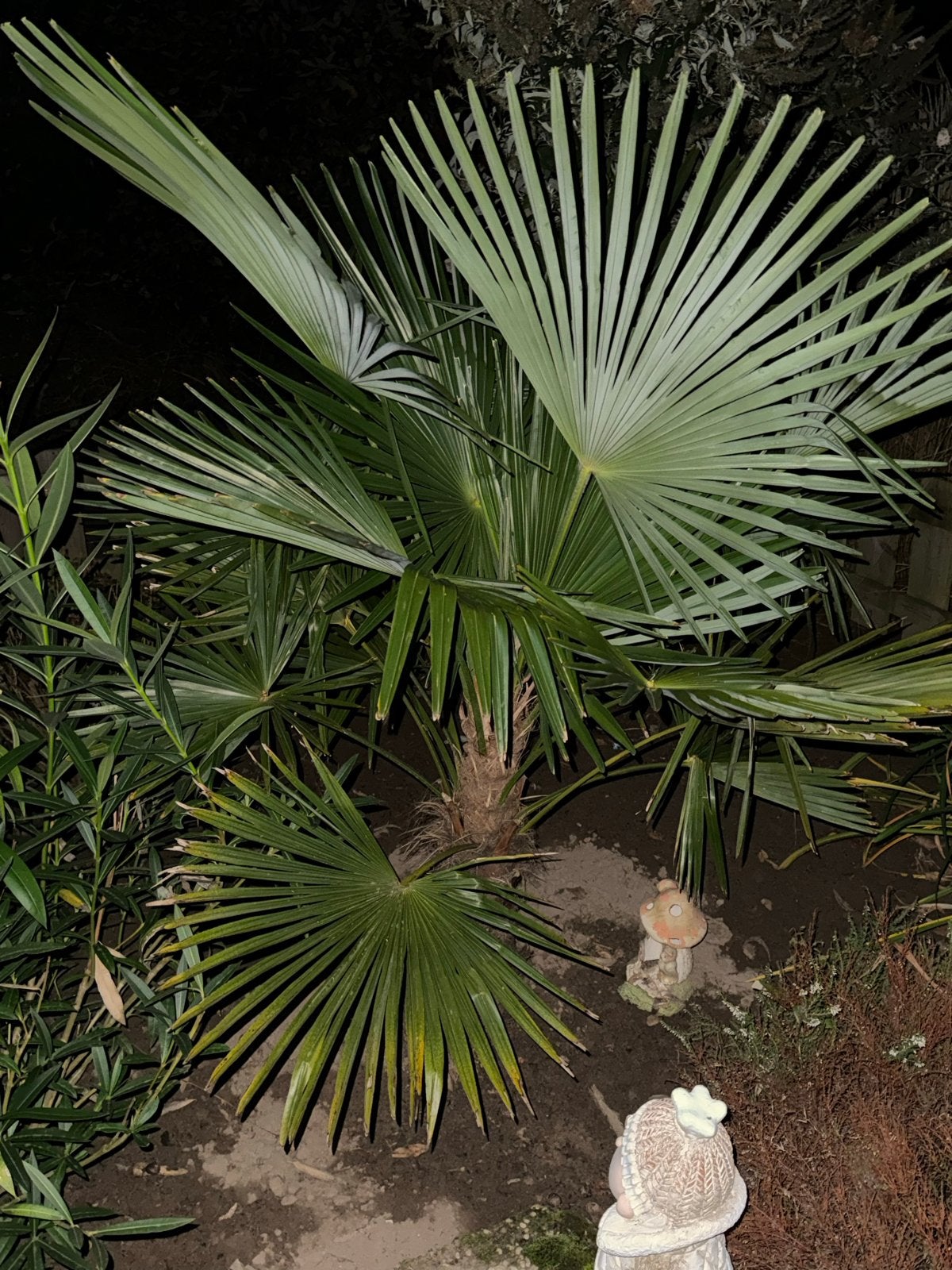 2 Stuks ,Trachycarpus Fortunei Palm - Winterharde Waaierpalm, Volle zon, Vaste plant, Bloeit niet, Ophalen