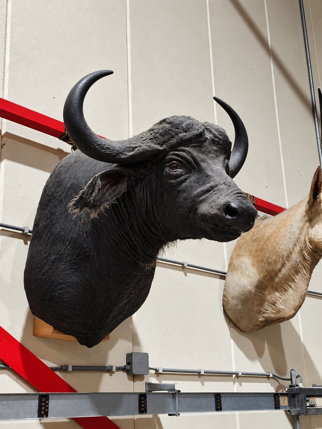 Indrukwekkende Buffel Kop - Mega Groot!, Ophalen of Verzenden, Zo goed als nieuw, Wild dier, Opgezet dier